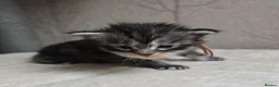 Maine Coon cats for sale: Maine Coon Kittens Russian/European lines - Advert 9
