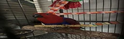 Parrots birds for sale: Eclectus female parrot  - Advert 4