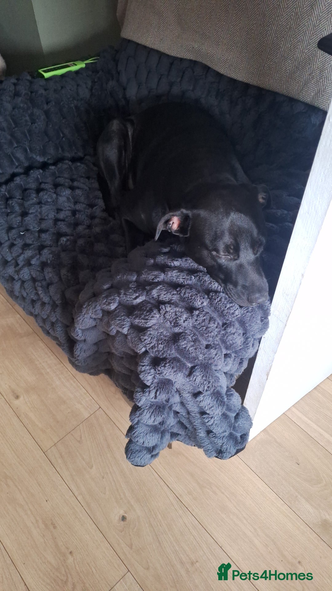 Mixed Breed dogs for sale: 1 year old American staffy cross - Advert 2