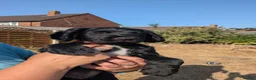 Sprocker dogs for sale: Sprocker puppies READY NOW - Advert 7