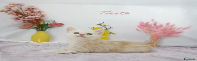 Tiesto polydactyl 
