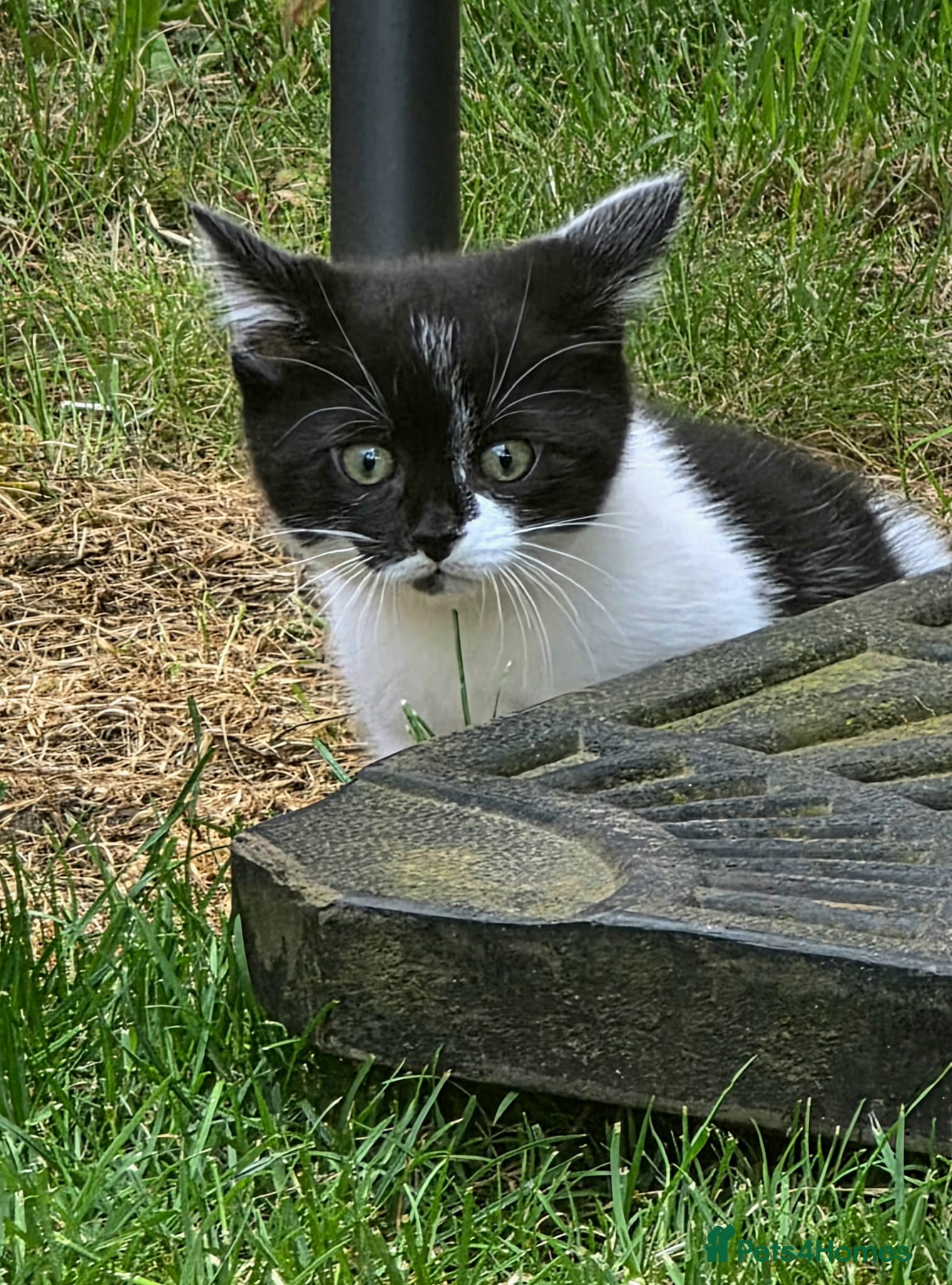 Mixed Breed cats Adorable and Friendly Kittens - Advert 2