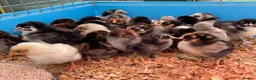 Chickens poultry for sale: Large Fowl and Bantam Hatching Eggs - Advert 10