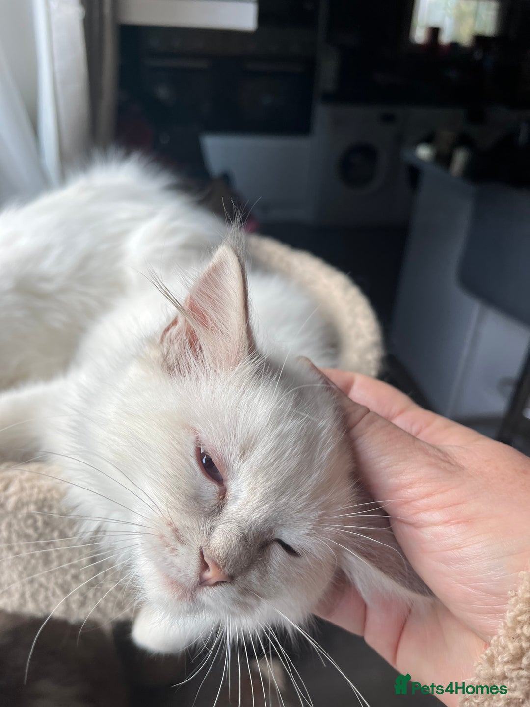 Ragdoll cats for sale: Gorgeous Tica Cherubim ragdoll kittens  - Advert 3