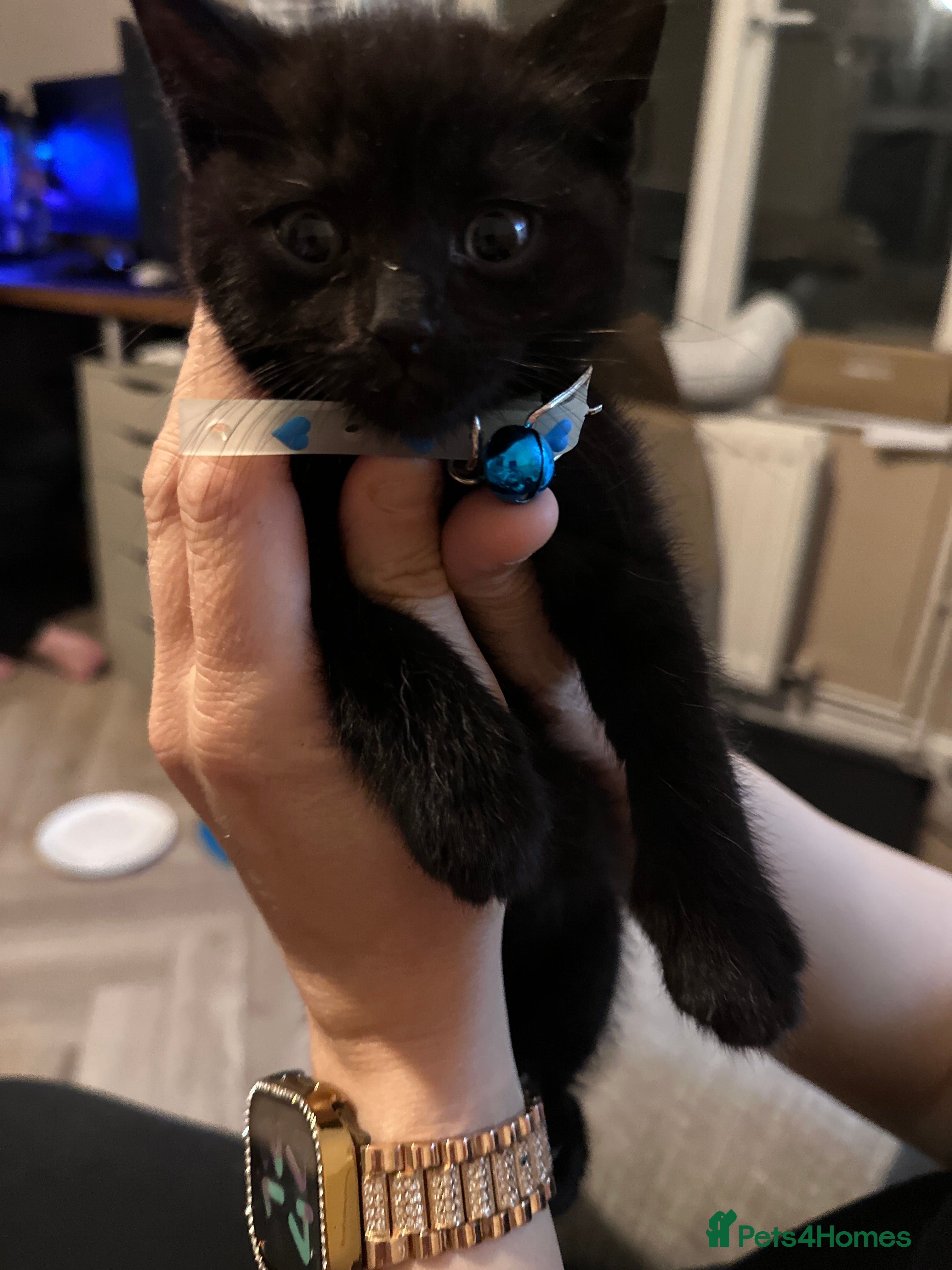 Scottish Fold cats for sale: Half Scottish fold kittens  in Bilston - Advert 13