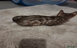Bengal cats for sale:  1 stunning male bengal kitten (reduced price) - Image 26