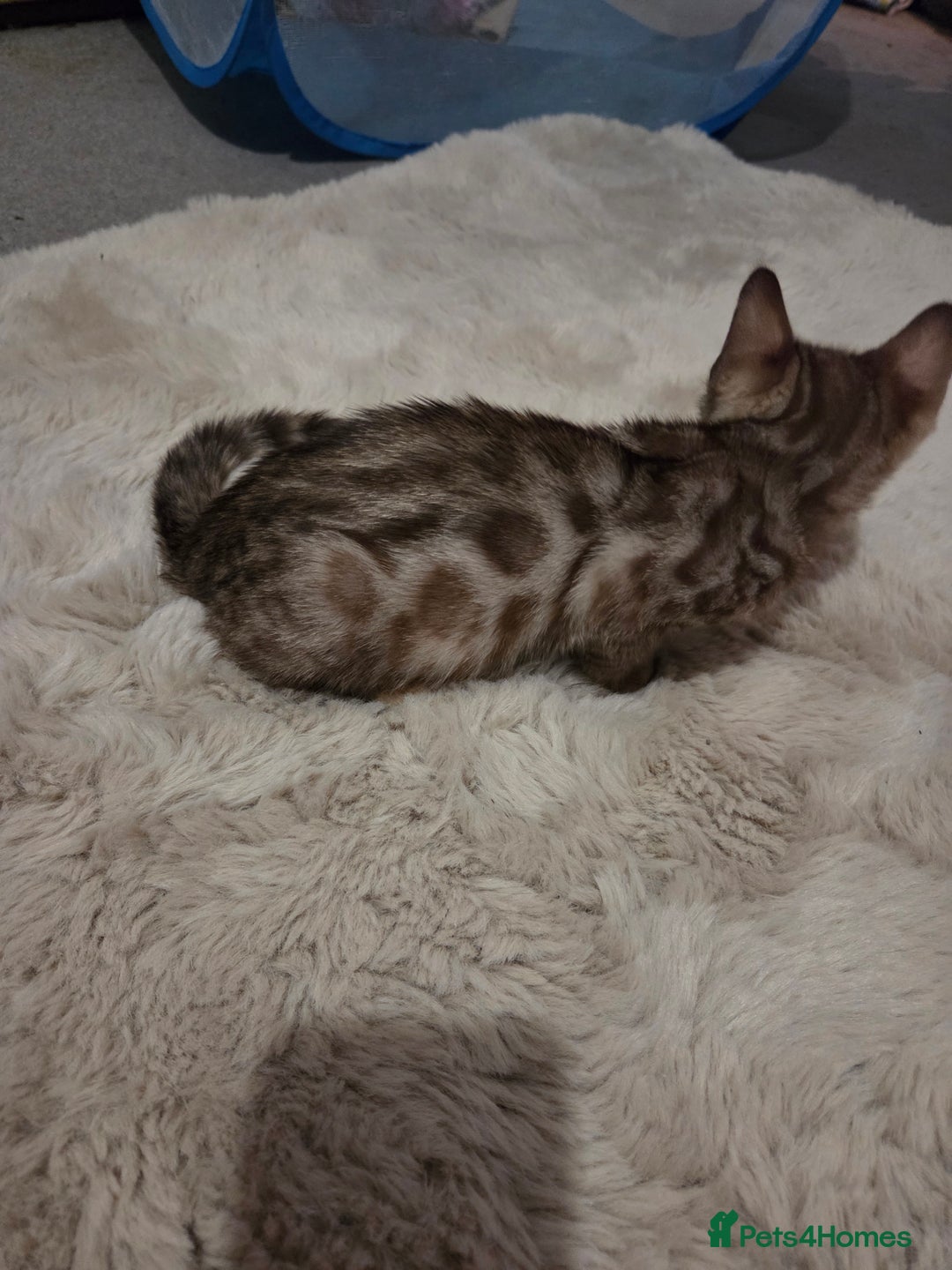 Bengal cats for sale:  1 stunning male bengal kitten (reduced price) - Image 26