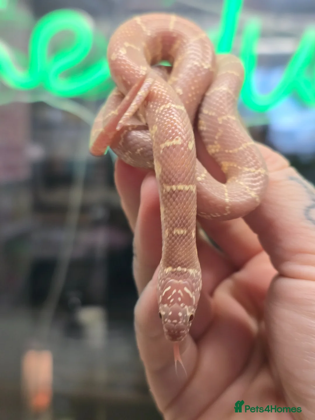 Snake reptiles for sale: Lavender brooks king snakes 2 available  - Advert 3