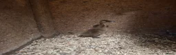 Ducks poultry for sale: Khaki Campbell fertile hatching eggs - Advert 6