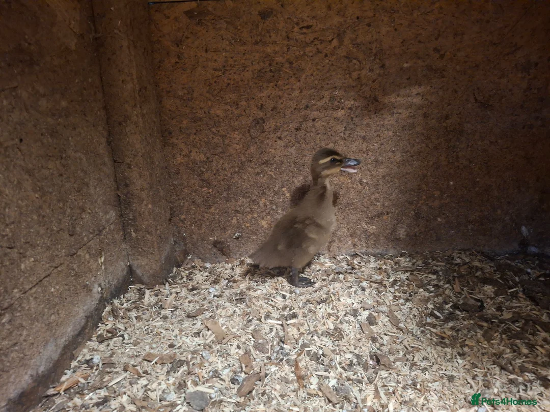 Ducks poultry for sale: Khaki Campbell fertile hatching eggs - Advert 6