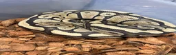Python Snake reptiles for sale: Royal Pythons and other Pythons At Urban Exotics  - Advert 8