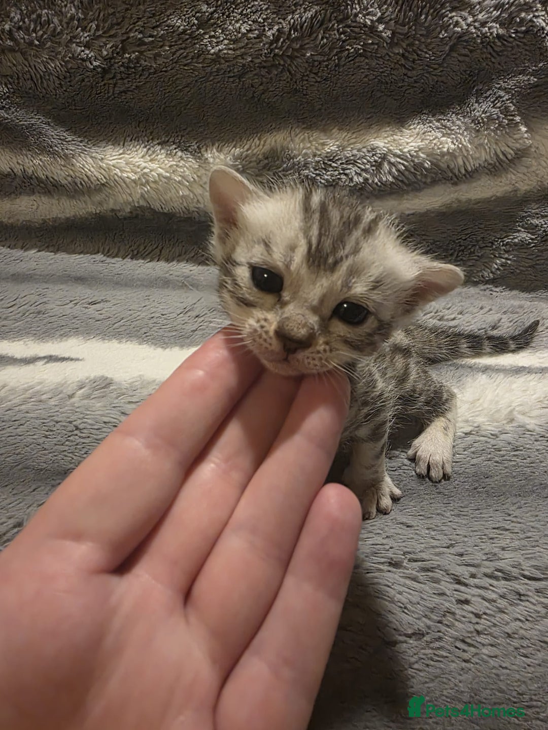 Bengal cats for sale: Rare Bengal babies - Image 1