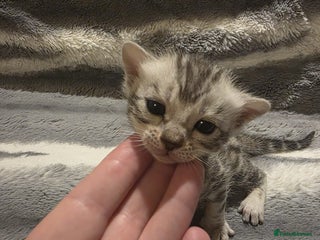 Bengal cats - Advert 11