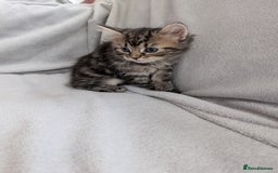 Ragdoll cats for sale: Tabby or black Ragdoll x kittens - Image 29