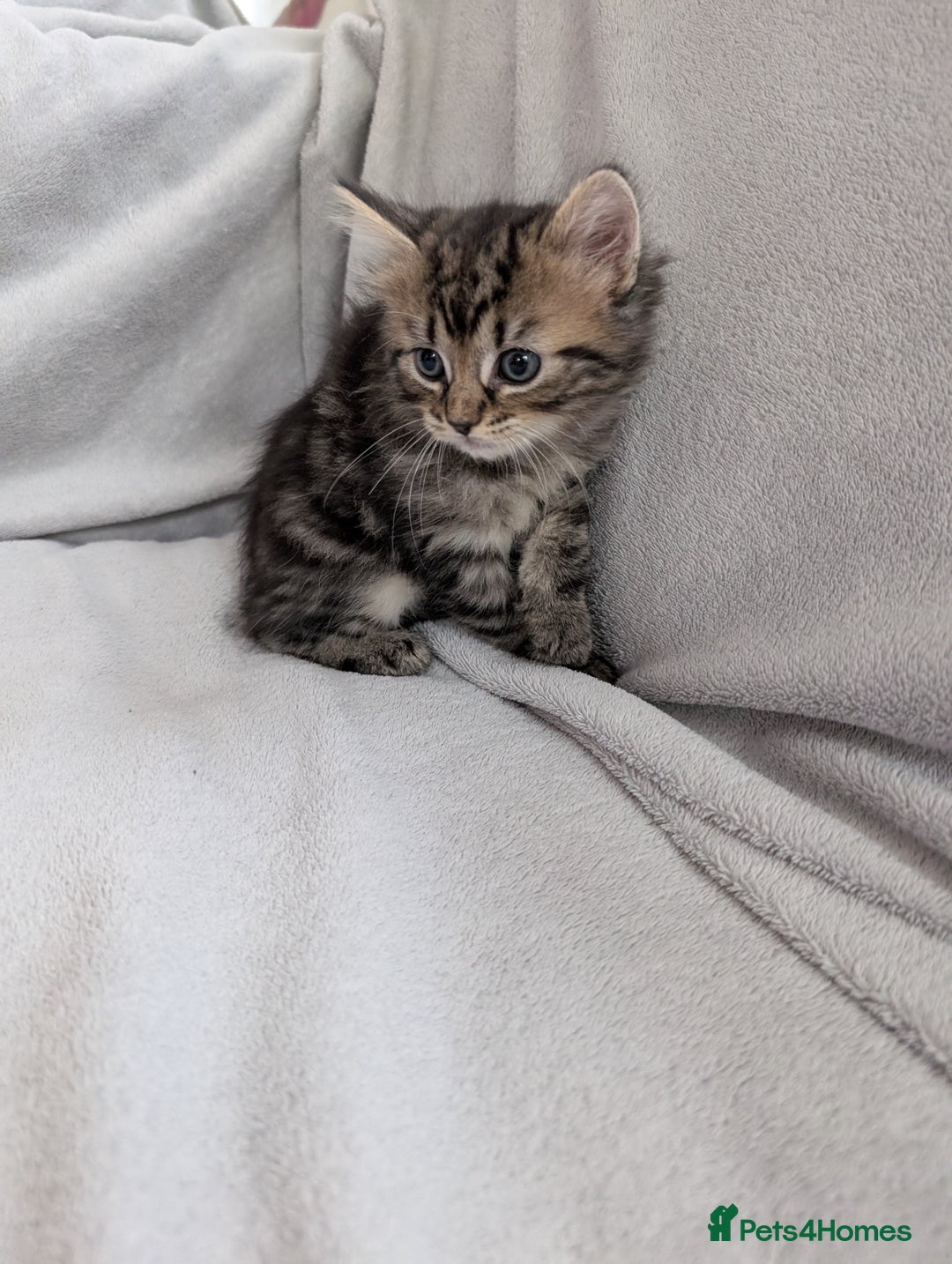 Ragdoll cats for sale: Tabby or black Ragdoll x kittens - Image 29