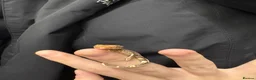 Gecko reptiles for sale: Baby crested geckos for sale - Advert 2