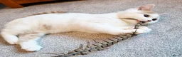 British Shorthair cats for sale: Gorgeous loving purr machines  - Advert 4
