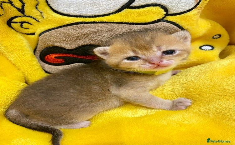 British Shorthair cats Chunky British shorthair  - Advert 9