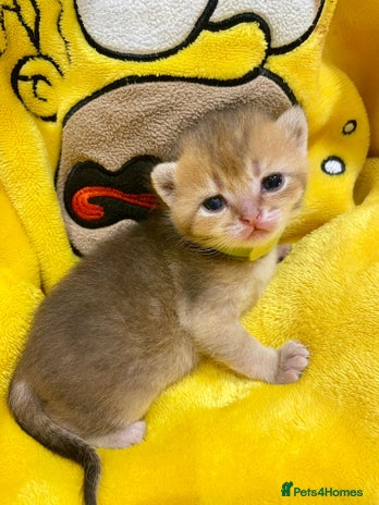 British Shorthair cats Chunky British shorthair - Advert 9