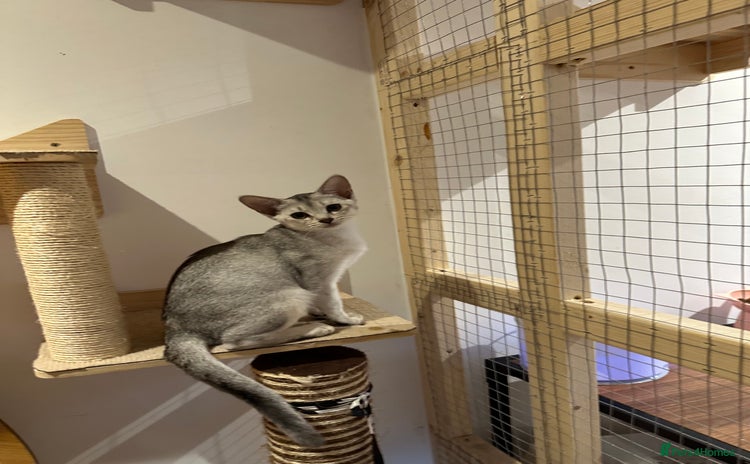 Abyssinian cats - Advert 5