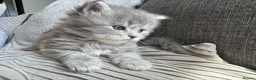 Mixed Breed cats for sale: Scottish fold cross calico  in Norwich - Advert 5