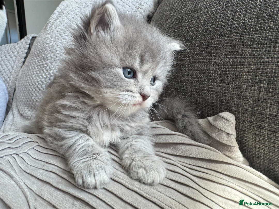 Mixed Breed cats for sale: Scottish fold cross calico  in Norwich - Advert 5