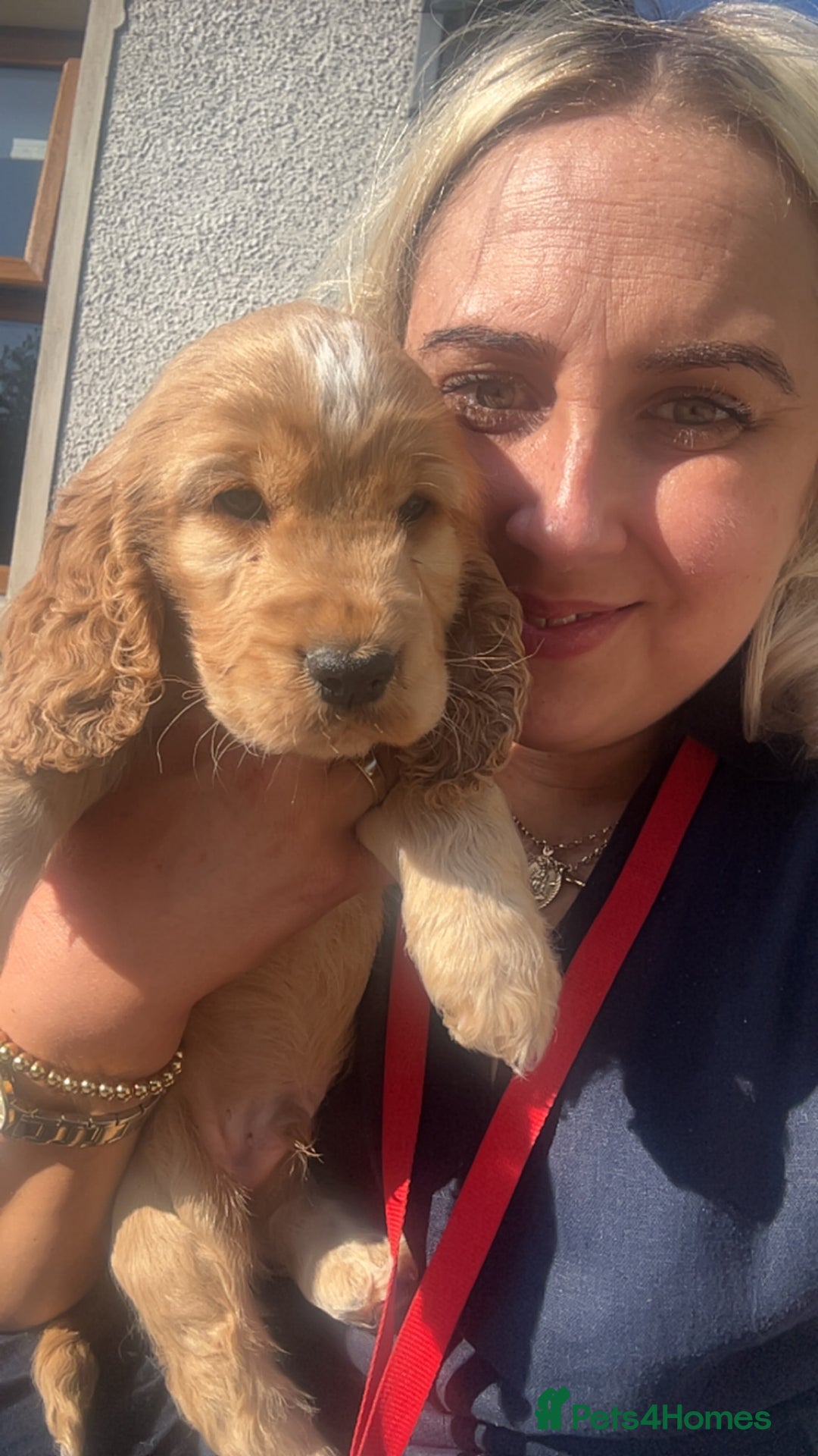 Cockapoo dogs for sale: Cockapoo Pups - Image 12