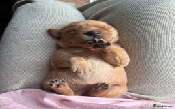 Goldador dogs for sale: Goldador puppies - Advert 12