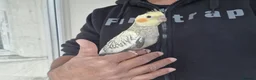 Cockatiels birds for sale: Super Tamed baby Cockatiel for sale - Advert 7