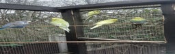 Budgerigars birds for sale: Budgies for sale in Telford - Advert 2