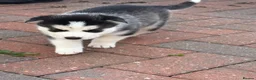 Siberian Husky dogs for sale: Siberian Husky puppies 1 boy 4 girls - Advert 11