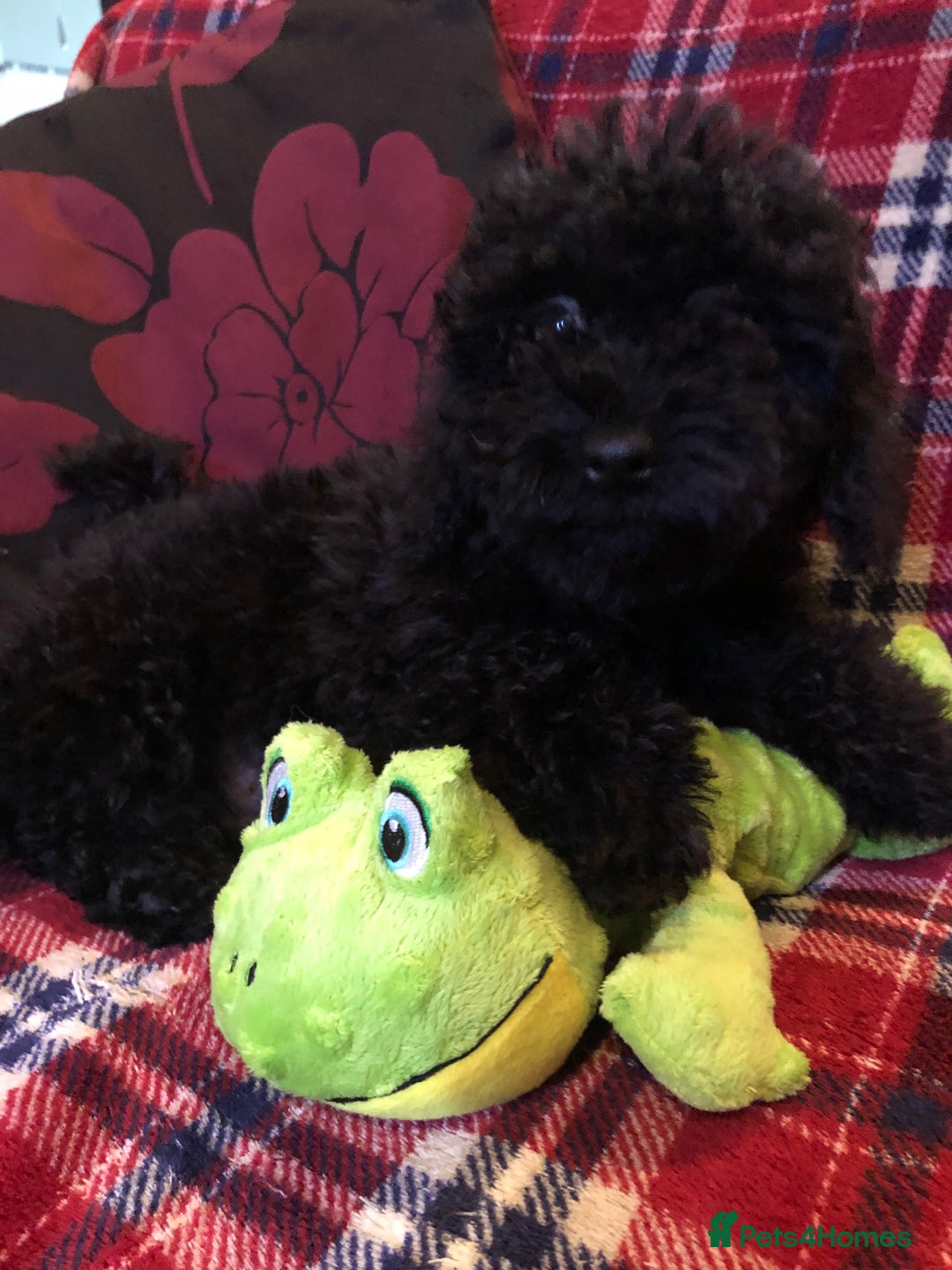 Cockapoo dogs for sale: Cockapoo puppies for sale  - Advert 6