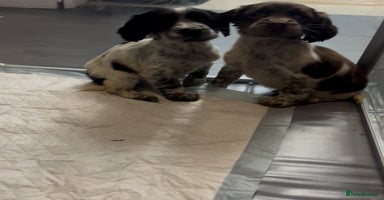 Cocker Spaniel dogs - Advert 8