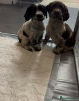 Cocker Spaniel dogs - Advert 8
