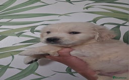 Golden Retriever dogs for sale: KC Reg Fully Health Tested Golden Retriever Pups - Image 8