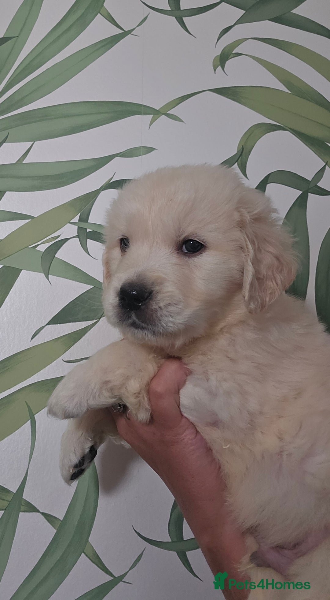 Golden Retriever dogs for sale: KC Reg Fully Health Tested Golden Retriever Pups - Image 8