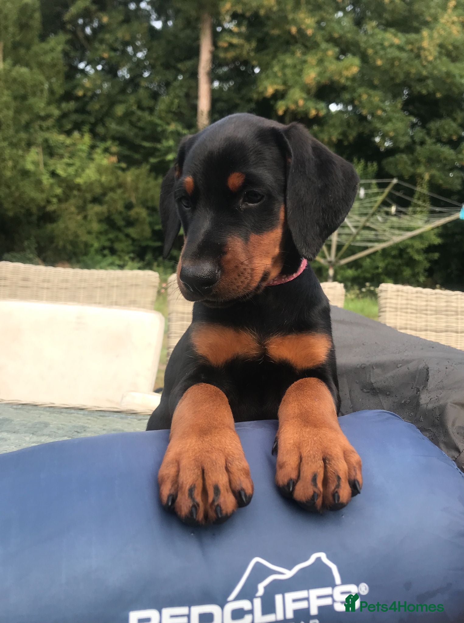 Dobermann dogs Naturally Bred Dobermann Puppies for Sale - Advert 2