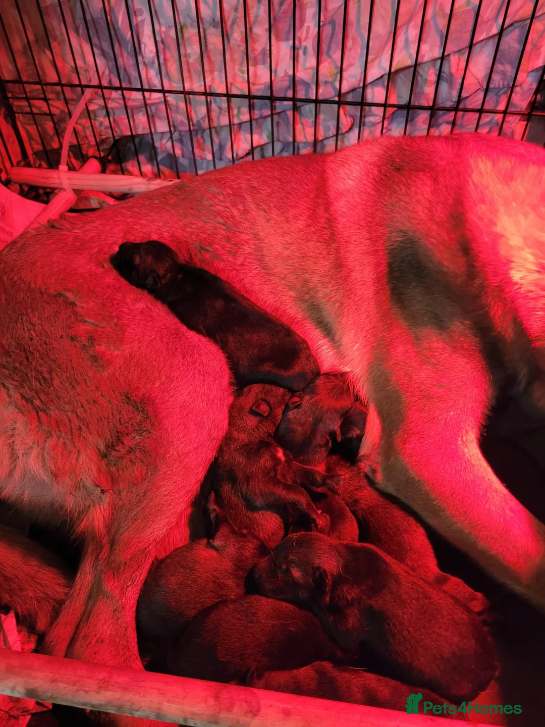 Belgian Shepherd Dog dogs for sale: Belgian malinois cross Czech Shepherd  - Advert 8