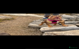 English Bulldog dogs for sale: Merle & choc tri English Bulldogs - Image 11
