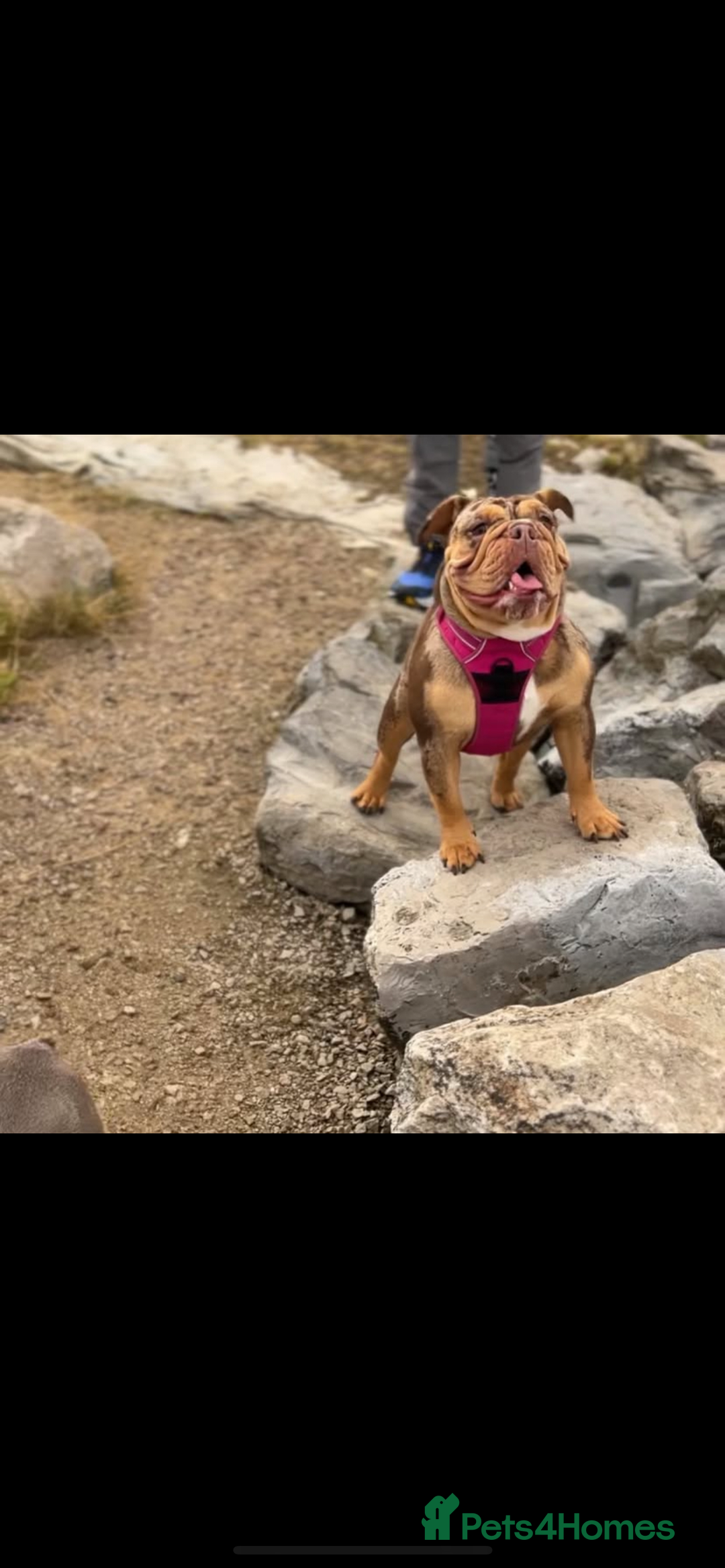 English Bulldog dogs for sale: Merle & choc tri English Bulldogs - Image 11