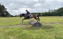 Irish Thoroughbred horses for sale:  SUPER SAFE SCHOOL MASTER  - Image 6