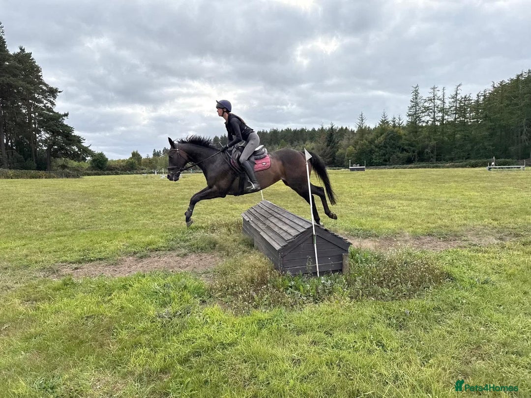 Irish Thoroughbred horses for sale:  SUPER SAFE SCHOOL MASTER  - Image 6