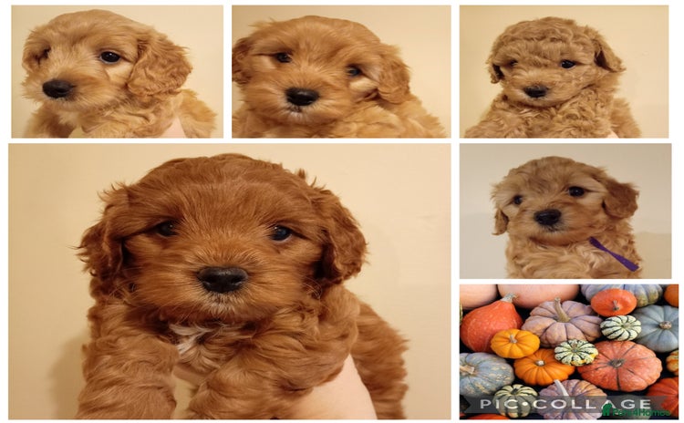 Cockapoo dogs - Advert 3