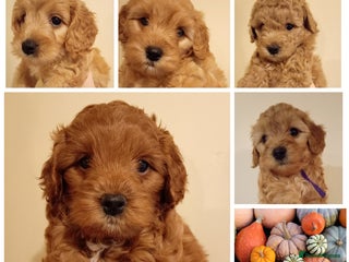 Cockapoo dogs Ready December 1st Toy Red/Apricot F1b Cockapoos - Advert 1