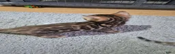 Bengal cats for sale: Pure Bred Bengal Kittens - Advert 5
