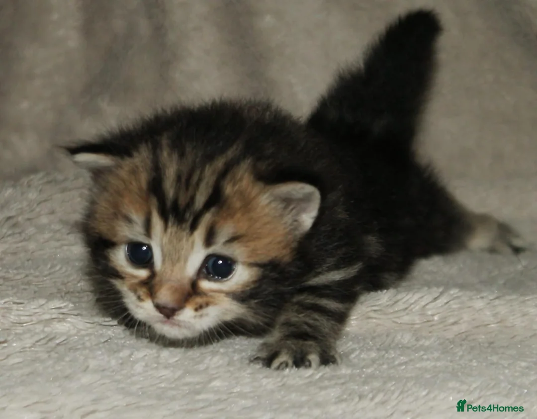 Ragdoll cats for sale: Ragcoon (Ragdoll X Maine Coon - Advert 11