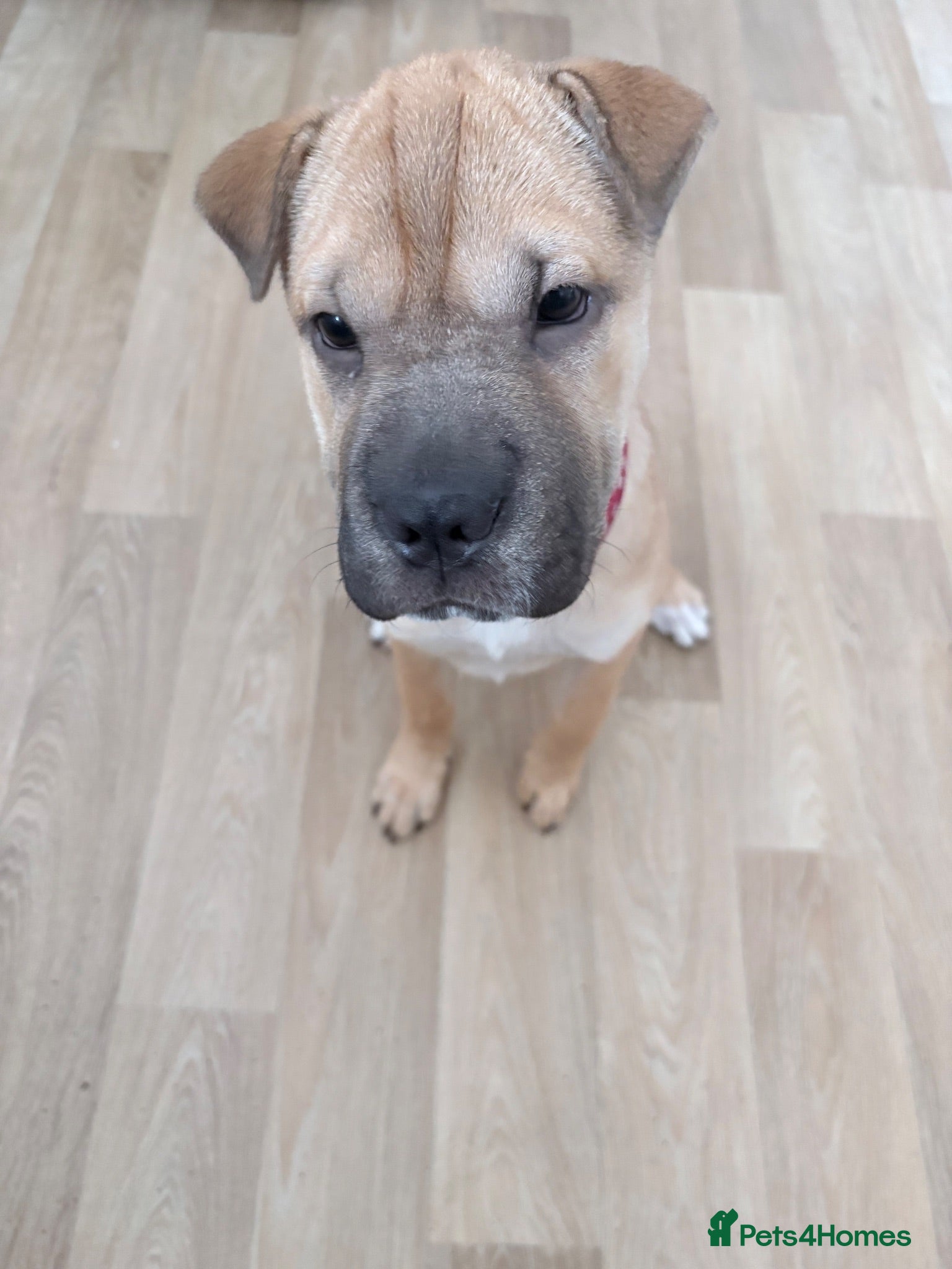 Shar Pei dogs Female Shar Pei - Advert 1