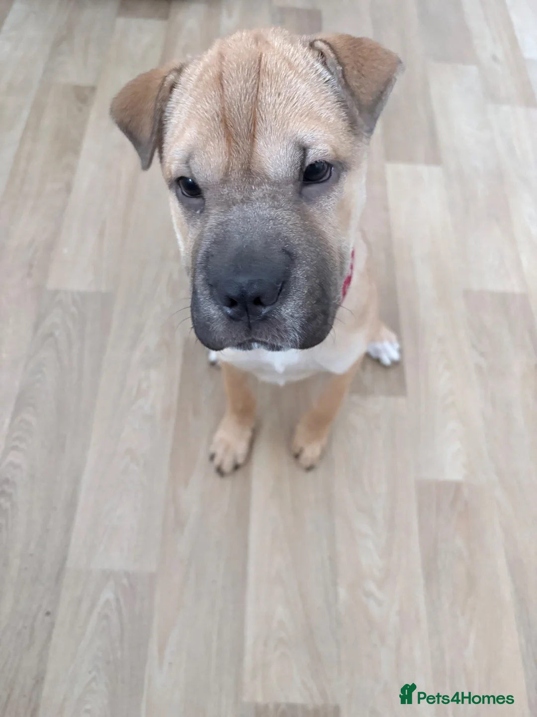Shar Pei dogs for sale: Female Shar Pei in Yeovil - Advert 1