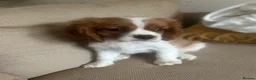 Cavalier King Charles Spaniel dogs for sale: Absolutely adorable puppies ❤️ - Advert 3