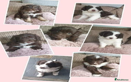 Miniature Poodle dogs for stud: KC registered / health tested / colour tested  in Bolton - Image 12